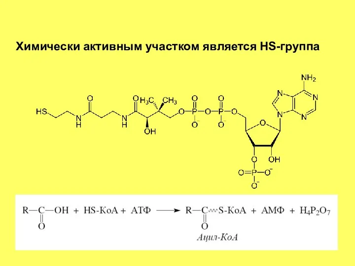 Химически активным участком является HS-группа