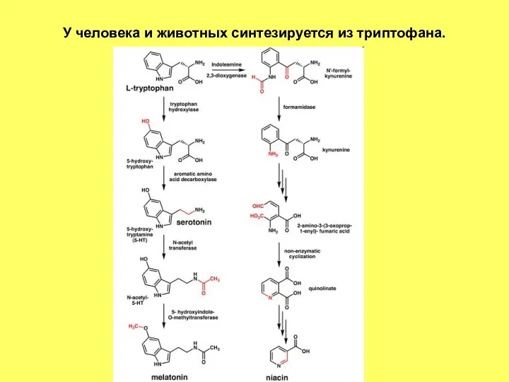 У человека и животных синтезируется из триптофана.