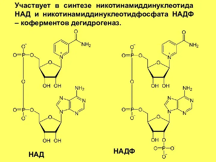 Участвует в синтезе никотинамиддинуклеотида НАД и никотинамиддинуклеотидфосфата НАДФ – коферментов дегидрогеназ. НАД НАДФ