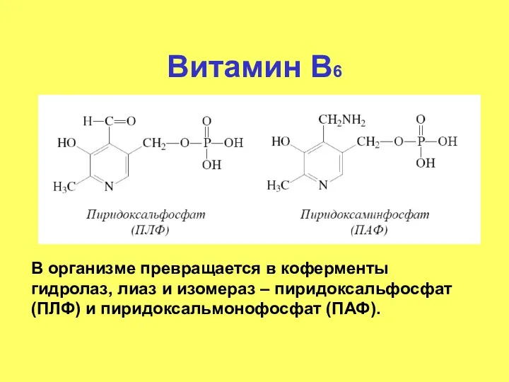 Витамин В6 В организме превращается в коферменты гидролаз, лиаз и