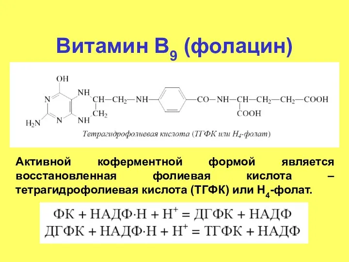 Витамин В9 (фолацин) Активной коферментной формой является восстановленная фолиевая кислота – тетрагидрофолиевая кислота (ТГФК) или Н4-фолат.