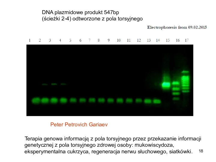 Peter Petrovich Gariaev DNA plazmidowe produkt 547bp (ścieżki 2-4) odtworzone