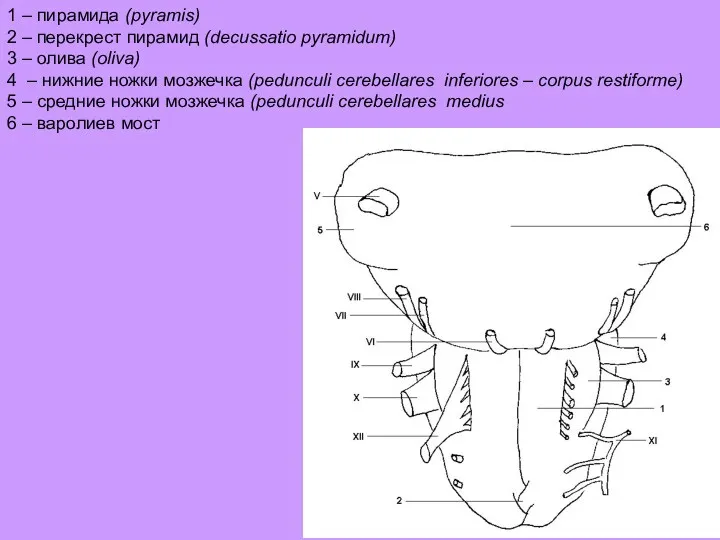 1 – пирамида (pyramis) 2 – перекрест пирамид (decussatio pyramidum) 3 – олива