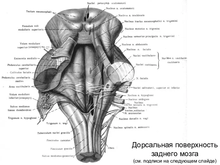 Дорсальная поверхность заднего мозга (см. подписи на следующем слайде)