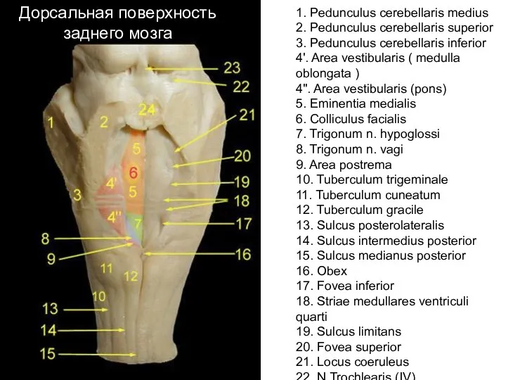 1. Pedunculus cerebellaris medius 2. Pedunculus cerebellaris superior 3. Pedunculus cerebellaris inferior 4'.