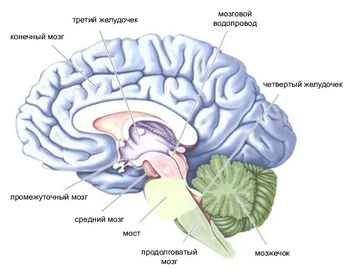 промежуточный мозг конечный мозг средний мозг продолговатый мозг мост мозжечок третий желудочек мозговой водопровод четвертый желудочек