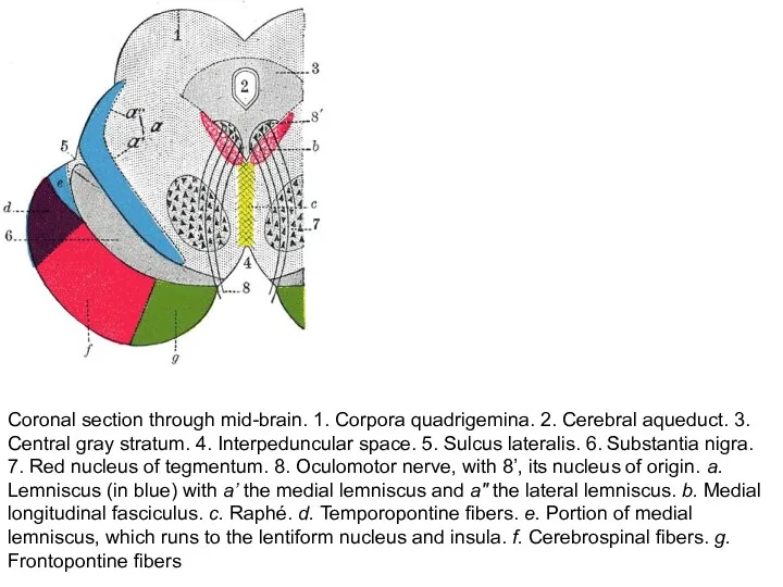 Coronal section through mid-brain. 1. Corpora quadrigemina. 2. Cerebral aqueduct. 3. Central gray