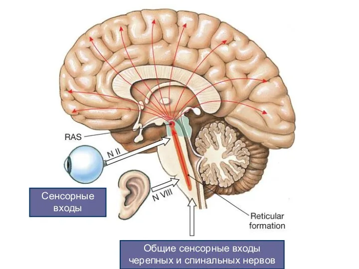 Сенсорные входы Общие сенсорные входы черепных и спинальных нервов