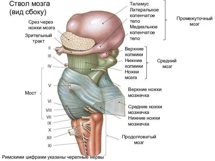 Таламус Латеральное коленчатое тело Медиальное коленчатое тело Верхние холмики Нижние холмики Ножки мозга
