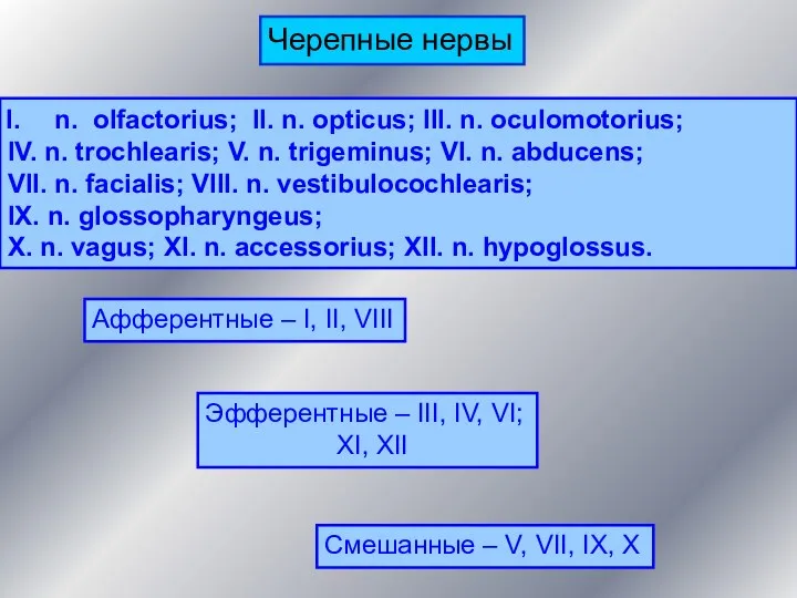 n. olfactorius; II. n. opticus; III. n. oculomotorius; IV. n. trochlearis; V. n.