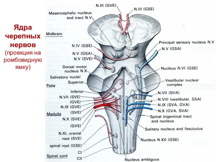 Ядра черепных нервов (проекция на ромбовидную ямку)