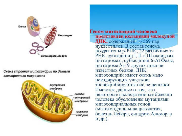 Геном митохондрий человека представлен кольцевой молекулой ДНК, содержащей 16 569 пар нуклеотидов. В