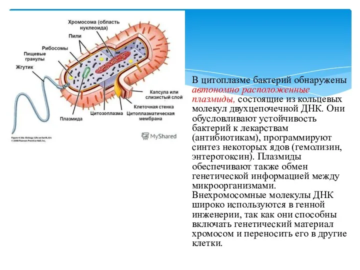 В цитоплазме бактерий обнаружены автономно расположенные плазмиды, состоящие из кольцевых