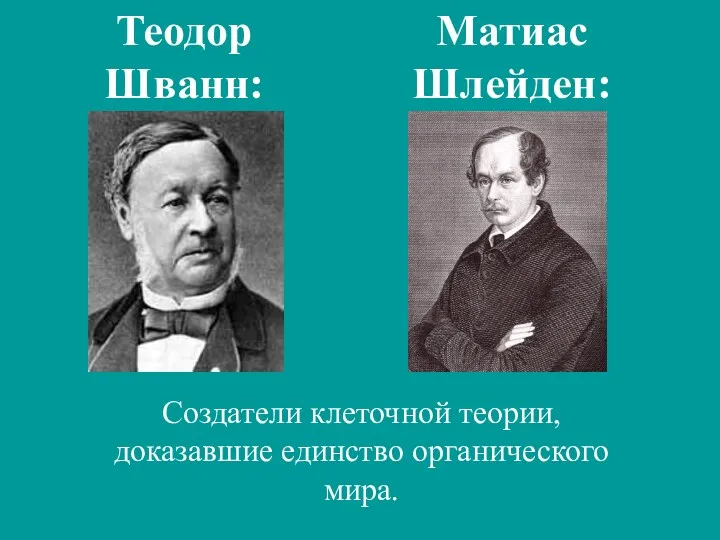 Создатели клеточной теории, доказавшие единство органического мира. Матиас Шлейден: Теодор Шванн: