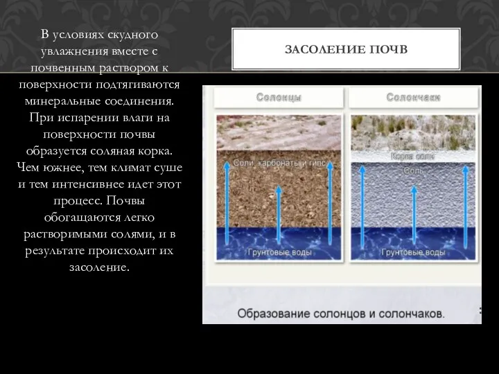 В условиях скудного увлажнения вместе с почвенным раствором к поверхности