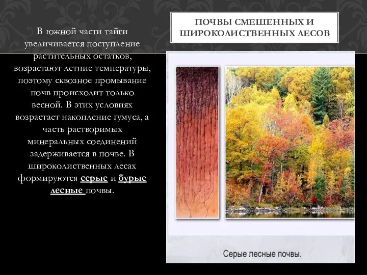 В южной части тайги увеличивается поступление растительных остатков, возрастают летние