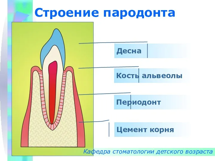 Строение пародонта Кафедра стоматологии детского возраста Десна Кость альвеолы Периодонт Цемент корня