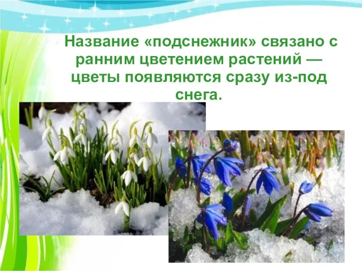 Название «подснежник» связано с ранним цветением растений — цветы появляются сразу из-под снега.