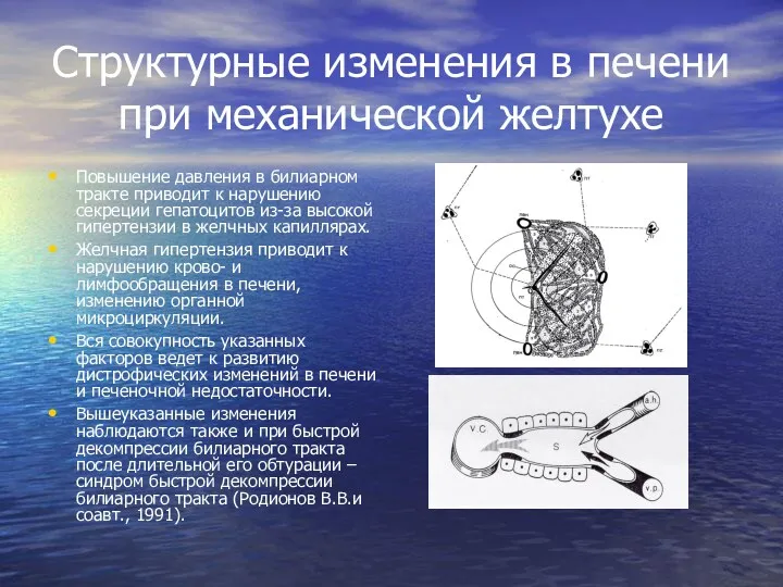 Структурные изменения в печени при механической желтухе Повышение давления в билиарном тракте приводит