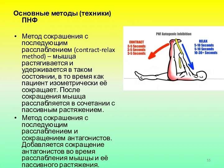 Основные методы (техники) ПНФ Метод сокрашения с последующим расслаблением (contract-relax method) – мышца