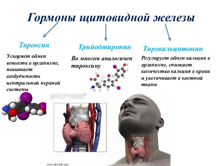 Гормоны щитовидной железы Тироксин Трийодтиронин Тирокальцитонин Ускоряет обмен веществ в