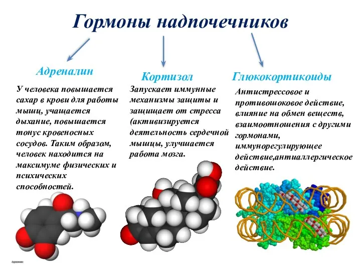 Гормоны надпочечников Адреналин У человека повышается сахар в крови для