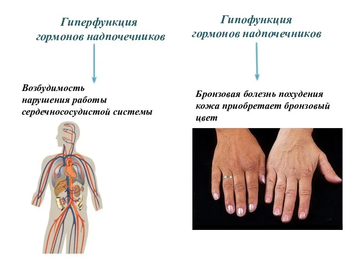 Гиперфункция гормонов надпочечников Возбудимость нарушения работы сердечнососудистой системы Гипофункция гормонов