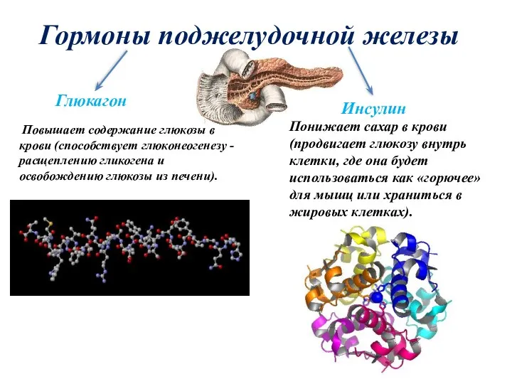 Гормоны поджелудочной железы Глюкагон Повышает содержание глюкозы в крови (способствует