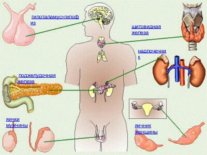 гипоталамус+гипофиз щитовидная железа надпочечник поджелудочная железа яичник женщины яички мужчины