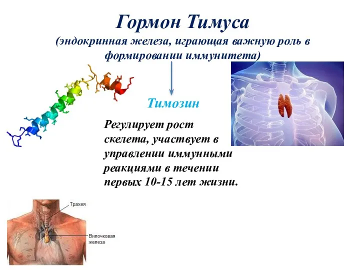 Гормон Тимуса (эндокринная железа, играющая важную роль в формировании иммунитета)