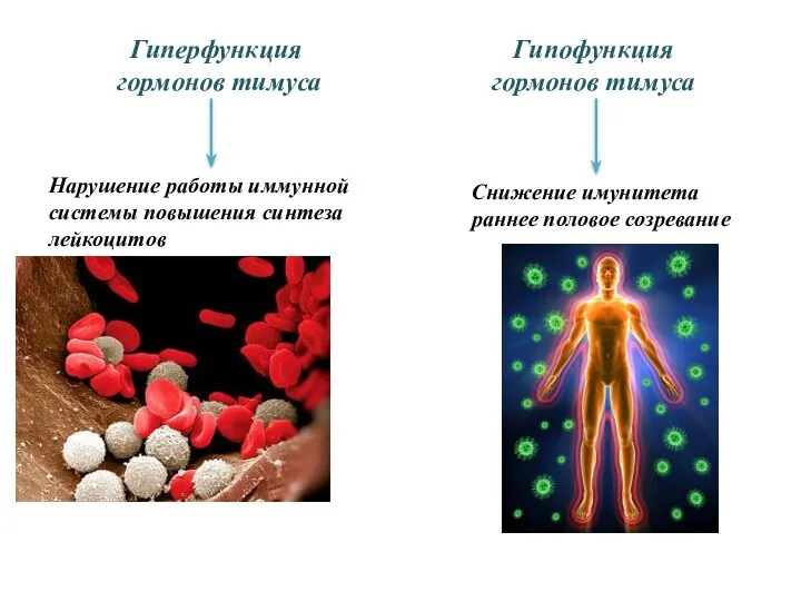 Гиперфункция гормонов тимуса Нарушение работы иммунной системы повышения синтеза лейкоцитов