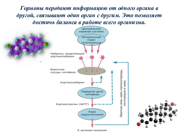 Гормоны передают информацию от одного органа в другой, связывают один