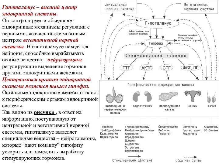 Гипоталамус – высший центр эндокринной системы. Он контролирует и объединяет