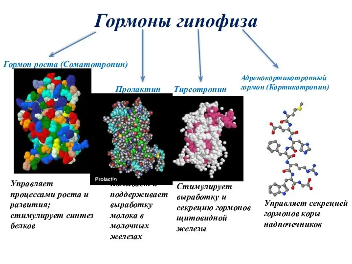 Гормоны гипофиза Гормон роста (Соматотропин) Пролактин Тиреотропин Адренокортикотропный гормон (Кортикотропин)