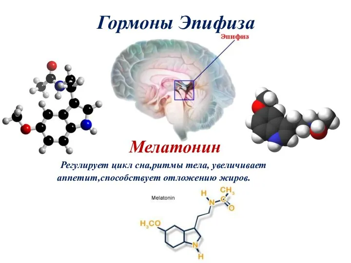 Гормоны Эпифиза Мелатонин Регулирует цикл сна,ритмы тела, увеличивает аппетит,способствует отложению жиров.