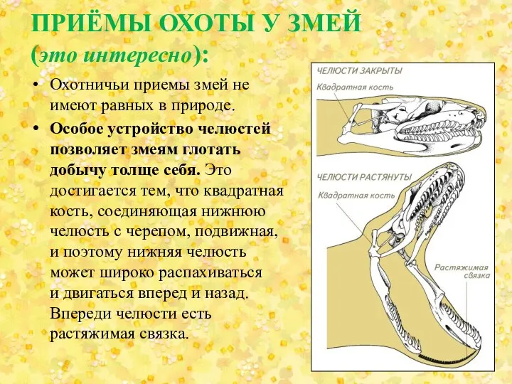 ПРИЁМЫ ОХОТЫ У ЗМЕЙ (это интересно): Охотничьи приемы змей не