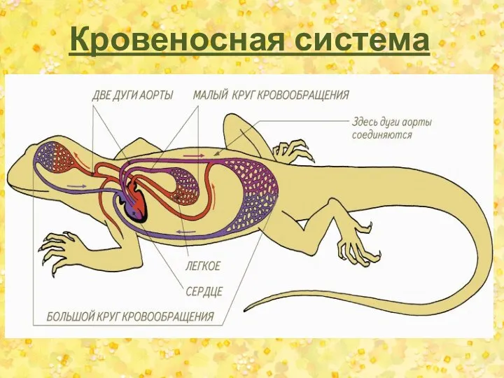 Кровеносная система