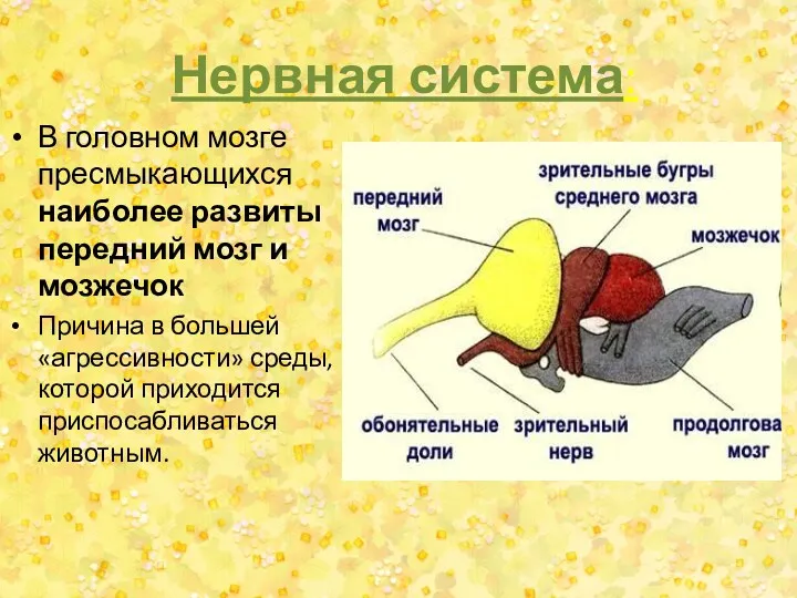 Нервная система: В головном мозге пресмыкающихся наиболее развиты передний мозг