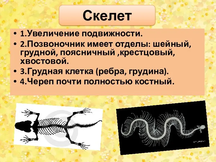 Скелет 1.Увеличение подвижности. 2.Позвоночник имеет отделы: шейный, грудной, поясничный ,крестцовый,