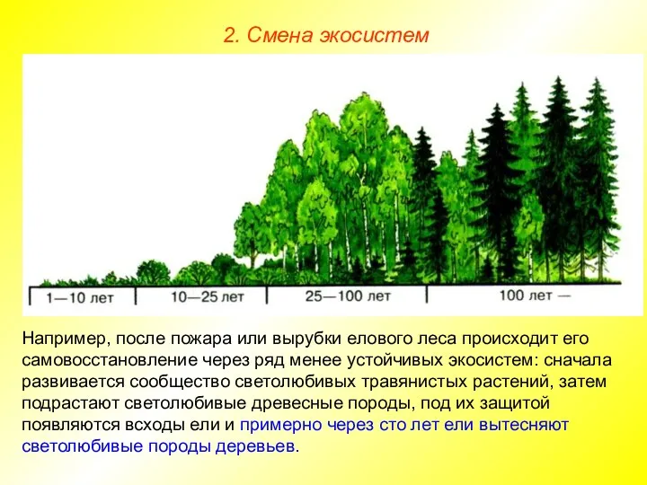 2. Смена экосистем Например, после пожара или вырубки елового леса