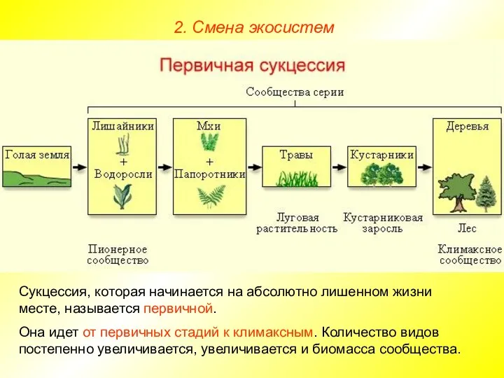 2. Смена экосистем Сукцессия, которая начинается на абсолютно лишенном жизни