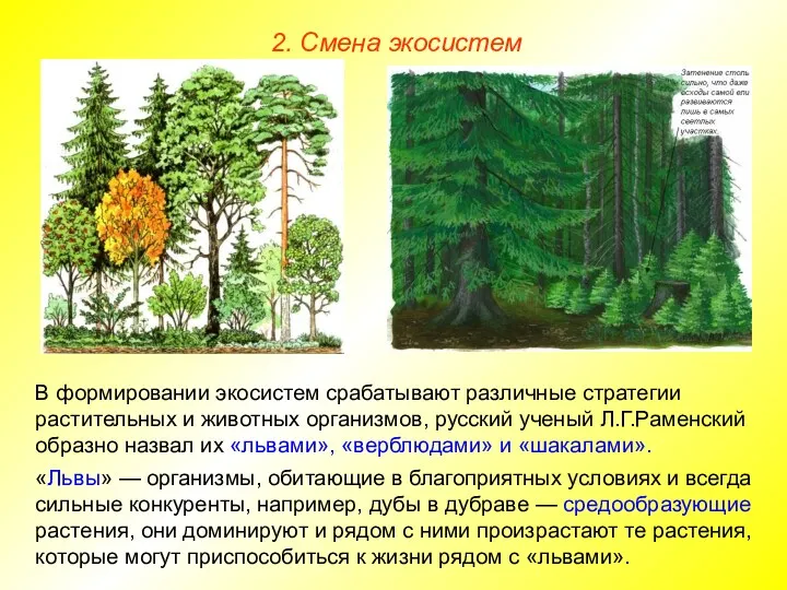 2. Смена экосистем В формировании экосистем срабатывают различные стратегии растительных