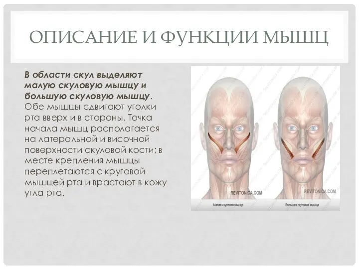 ОПИСАНИЕ И ФУНКЦИИ МЫШЦ В области скул выделяют малую скуловую