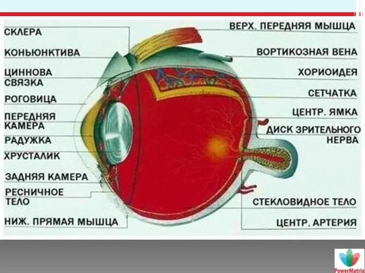 СТРОЕНИЕ ГЛАЗА