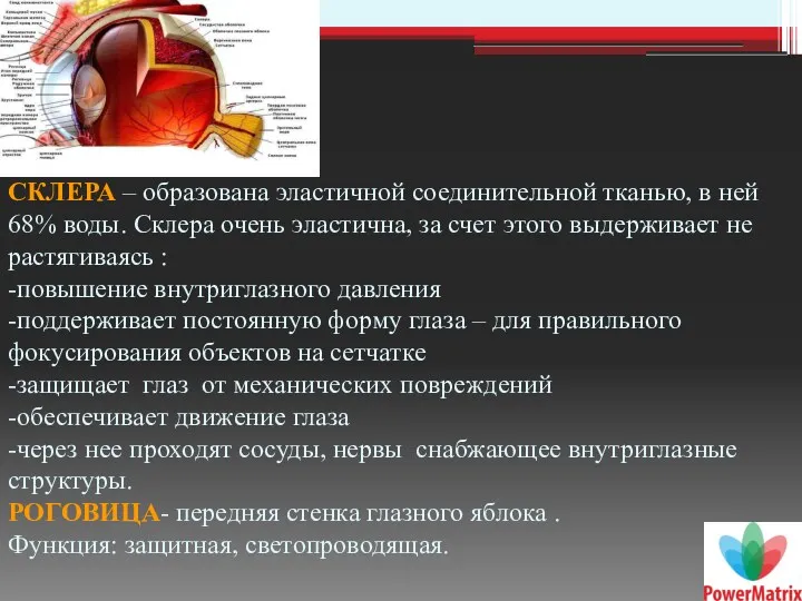 СКЛЕРА – образована эластичной соединительной тканью, в ней 68% воды.