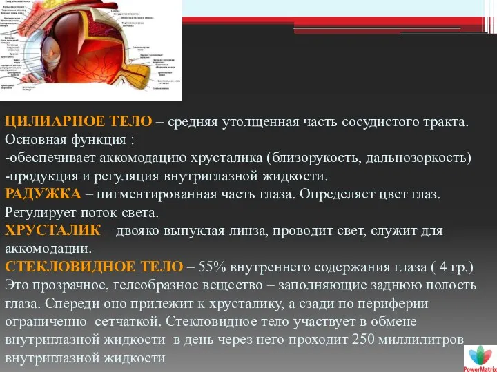 ЦИЛИАРНОЕ ТЕЛО – средняя утолщенная часть сосудистого тракта. Основная функция