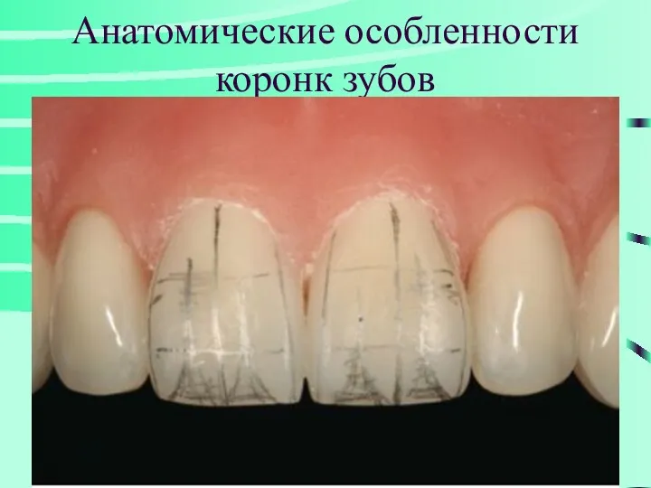 Анатомические особленности коронк зубов