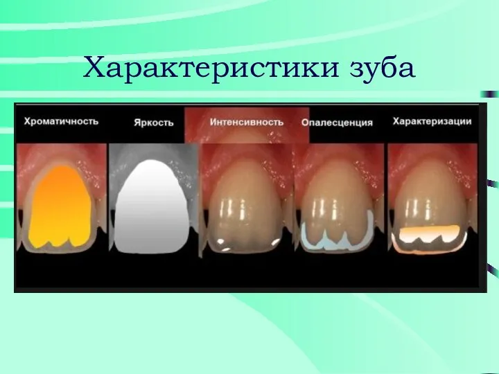Характеристики зуба