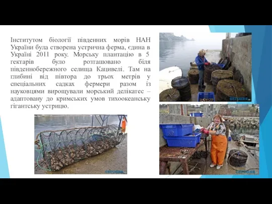 Інститутом біології південних морів НАН України була створена устрична ферма,