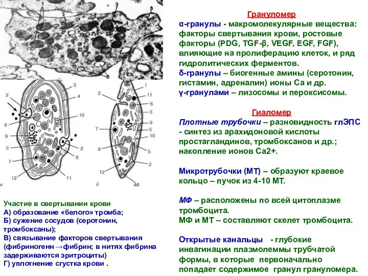 Грануломер α-гранулы - макромолекулярные вещества: факторы свертывания крови, ростовые факторы